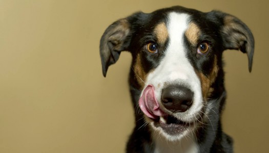 Cibo per cani: 7 ottimi bocconcini e 7 cibi da evitare