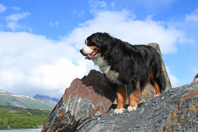 bovaro del bernese: corporatura