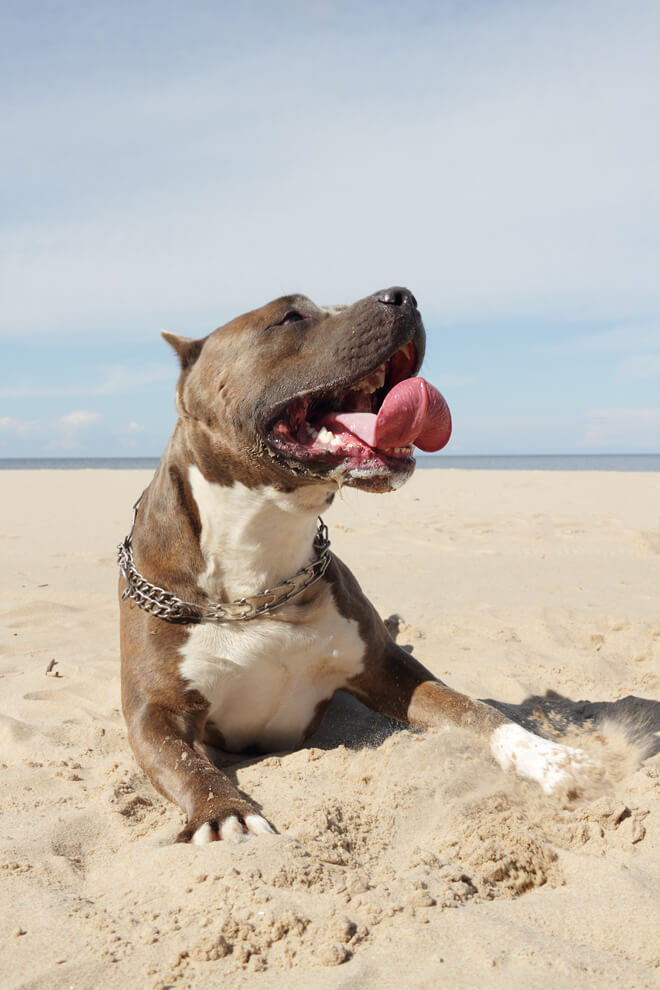 vacanze con il cane: bull dog in spiaggia