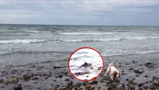 Cane salva un cucciolo di delfino spiaggiato