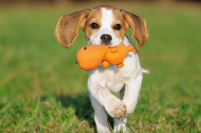 educare cucciolo di cane con il gioco