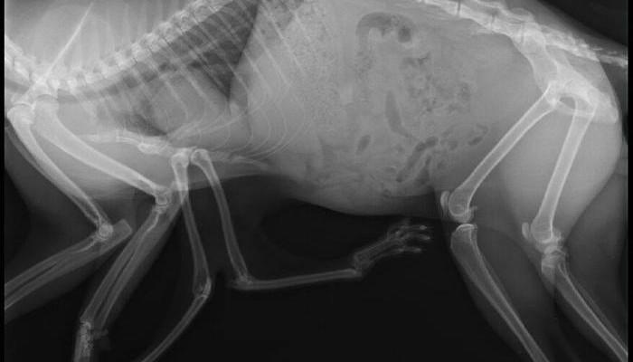 radiografia gatto a 6 zampe