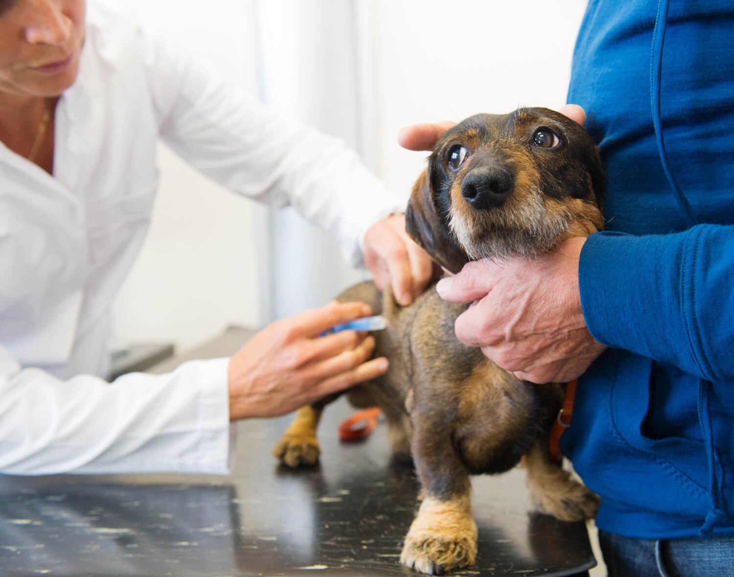 Come educare un cane ad andare dal veterinario
