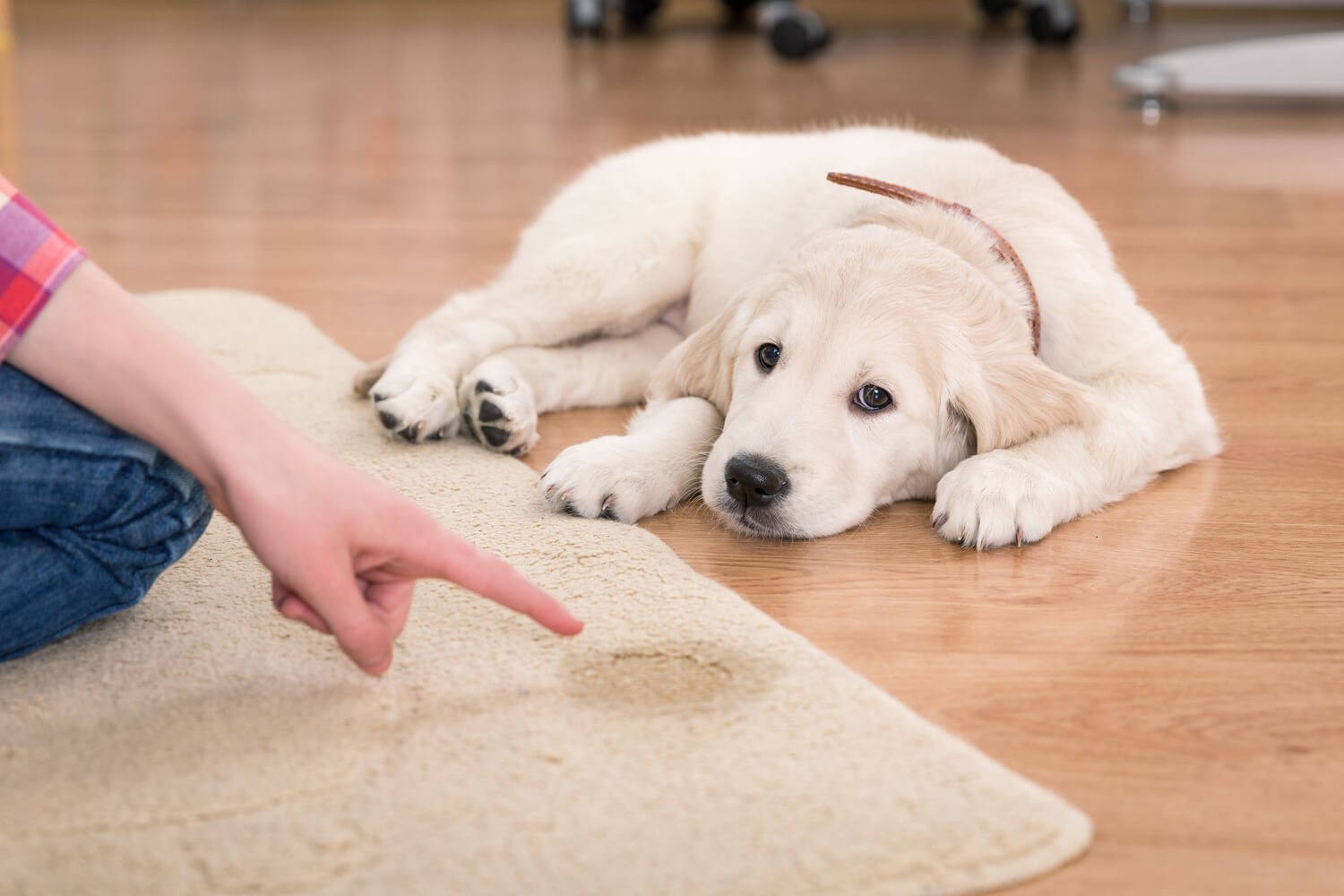 Come educare un cane fare i bisogni fuori casa