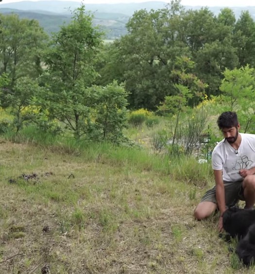 come educare il cane: terra