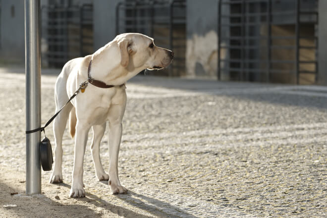 cane abbandonato