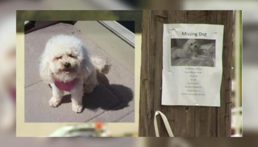 Cane smarrito riabbraccia la propria famiglia riconoscendola alla tv