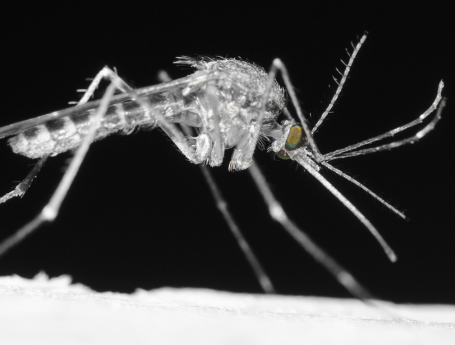 Perché le zanzare sono pericolose per cani e gatti?