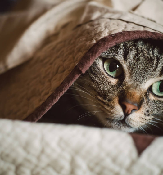 gatto che si nasconde sotto le coperte