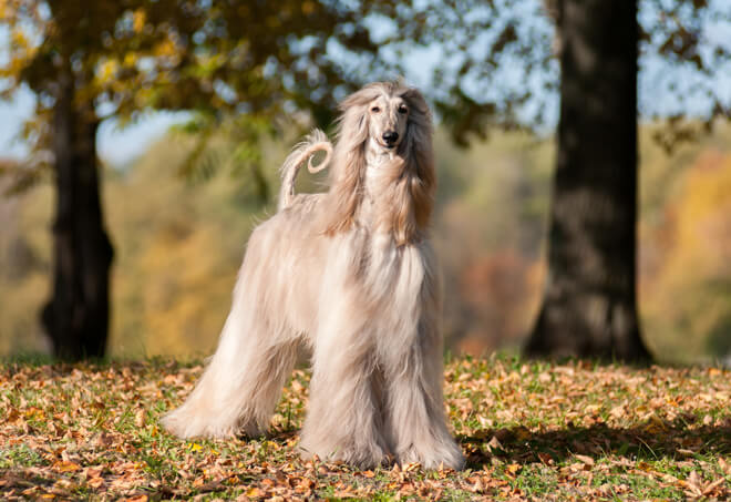 il cane di barbie