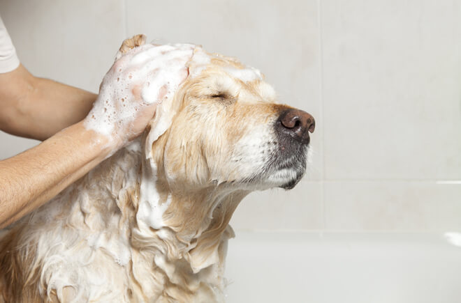 shampoo alla muta del cane e del gatto