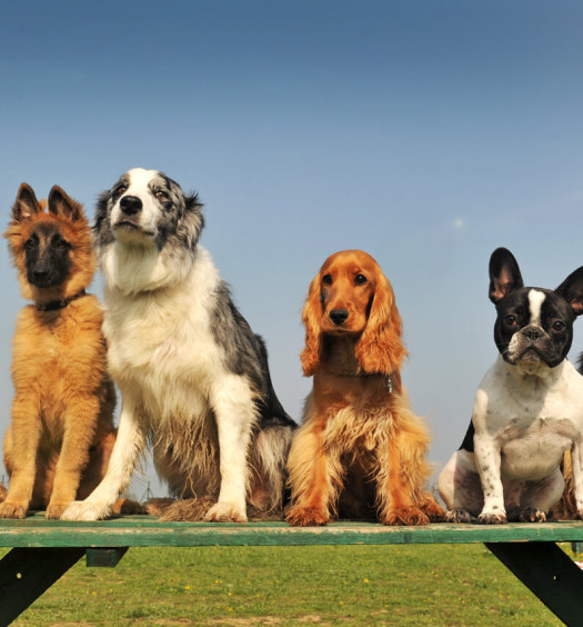 quiz-razze-cani