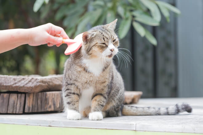 Pettine Girevole 360 Pettine Antipulci BOXOB Per Gatti | Rotazione 360° | Rimuove Pelo Morto | Pulsante Rilascio BOXOB Pet Care