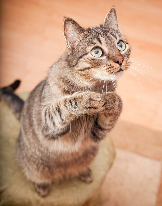 Video Di Gatti Divertenti Dov E Il Senso Della Realta