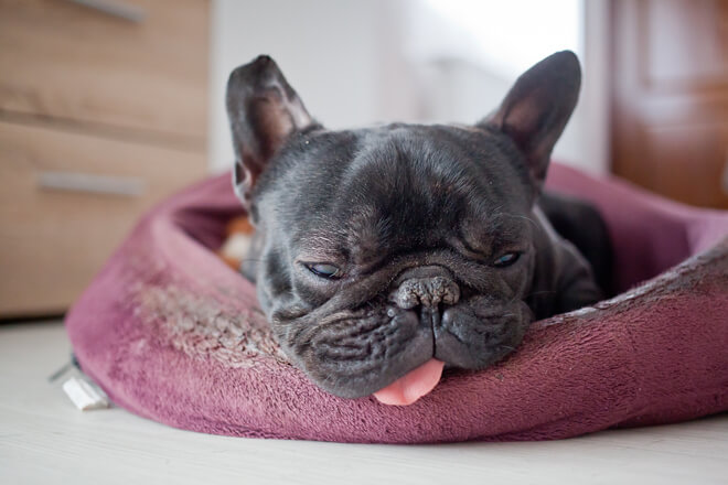 Bulldog francese dorme