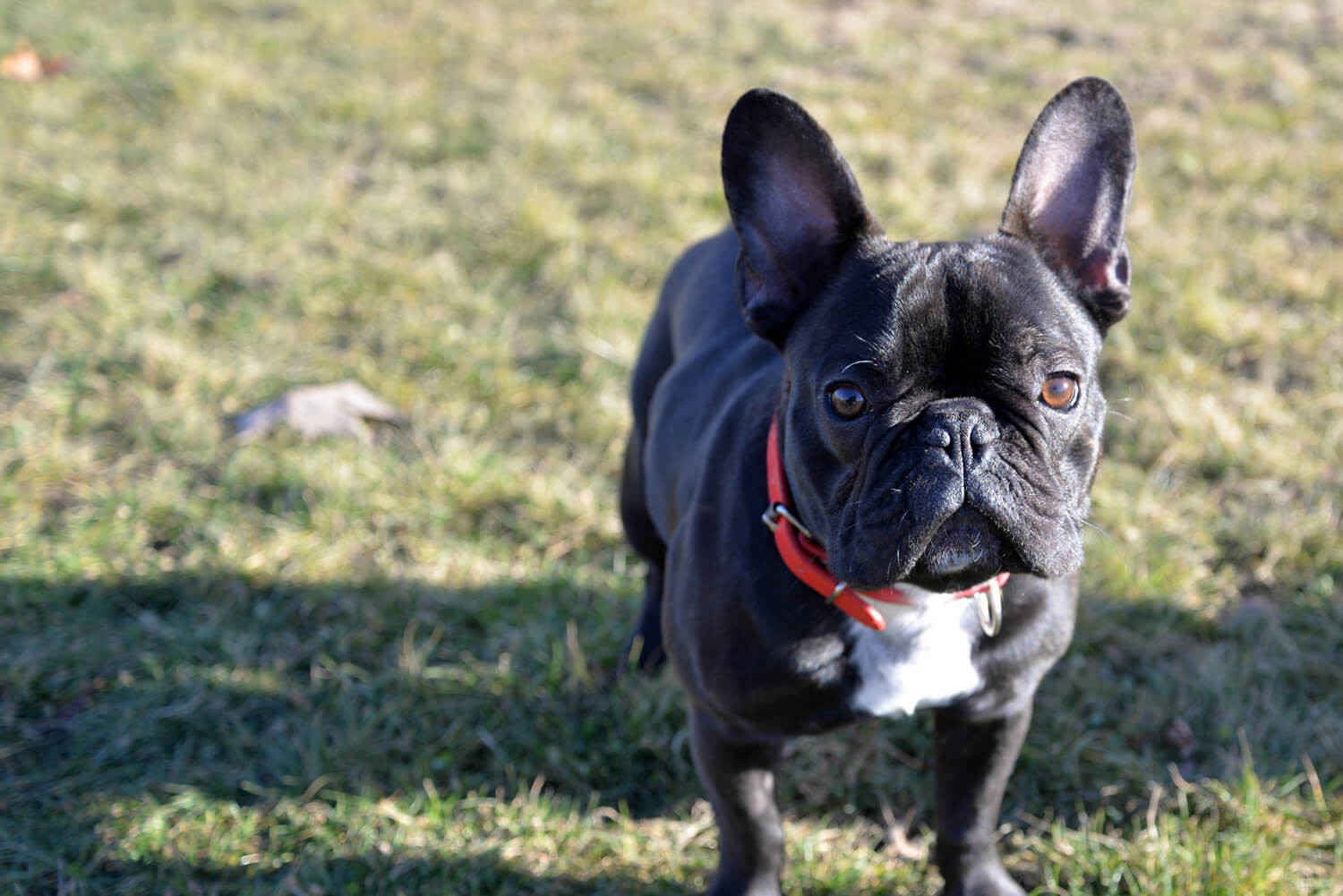 Bouledogue Français nero con petto bianco