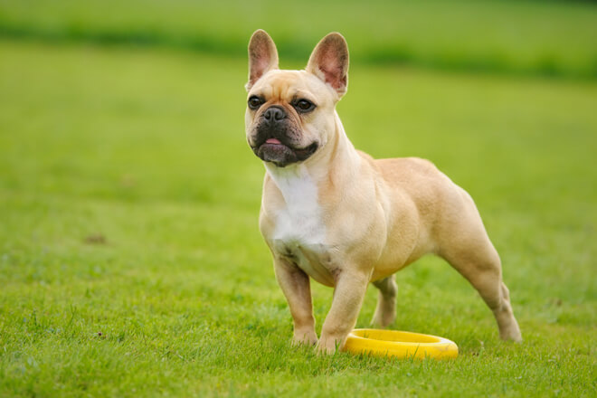 Bouledogue Français
