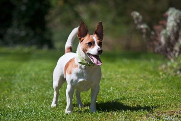 coda cane