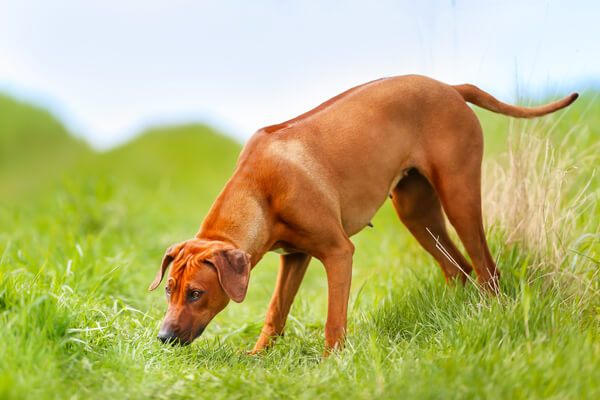 feromoni cane