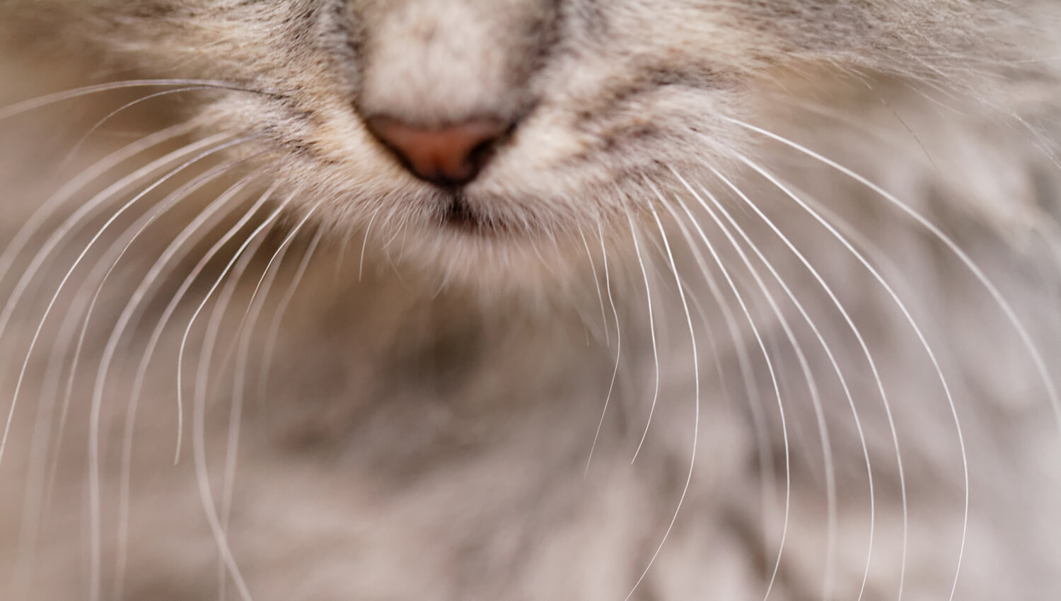 Baffi gatto