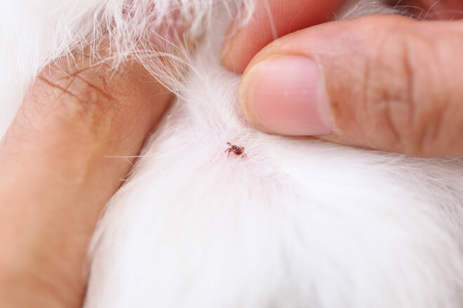 cucciolo di cane antiparassitario zecche pulci