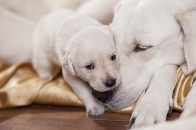 cucciolo di cane trattamento vermifugo