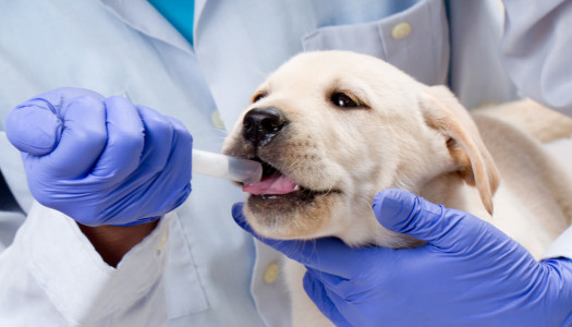 Cuccioli di cane: le prime cure veterinarie