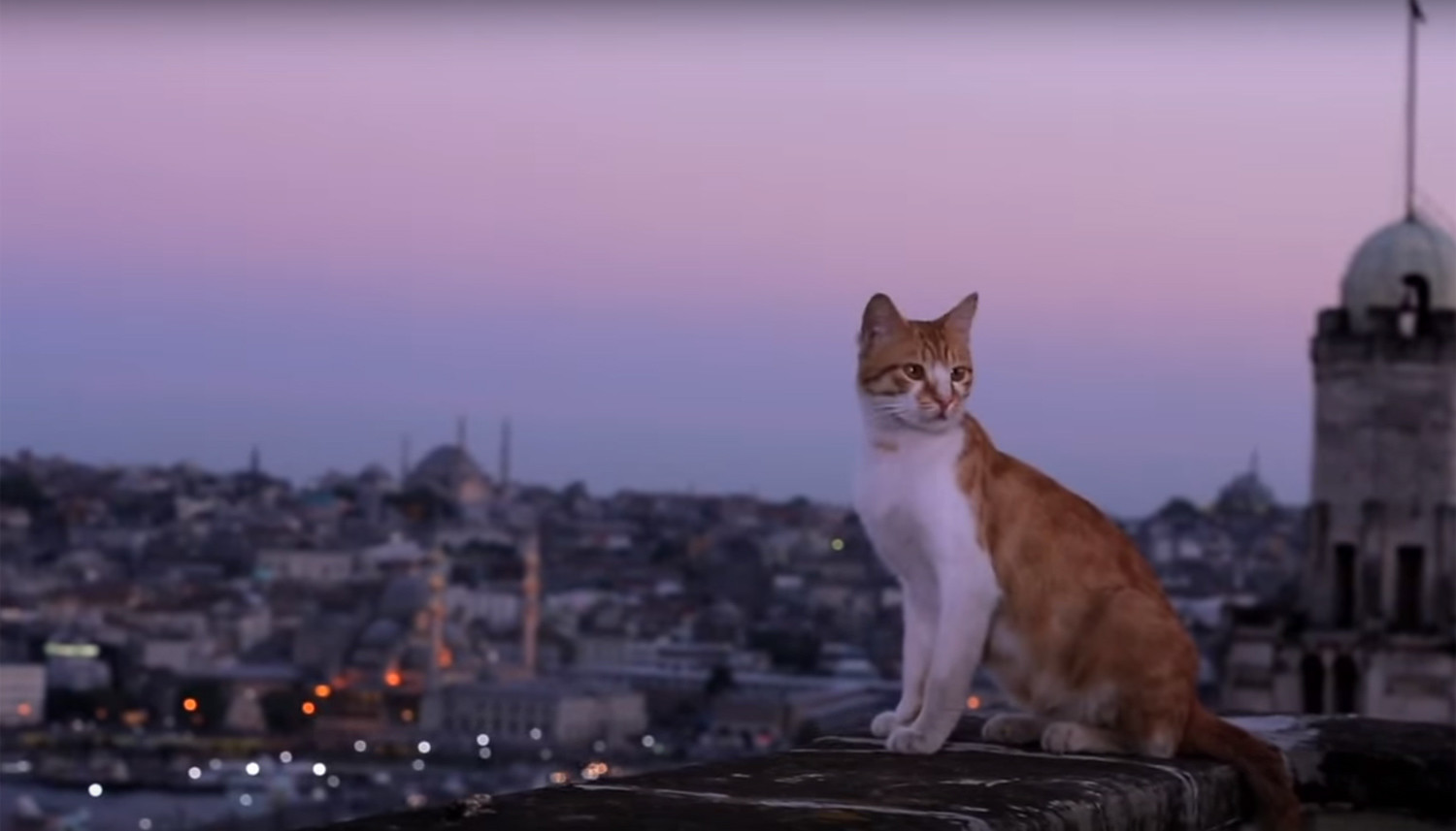 Nine lives: svelati i segreti dei gatti di città