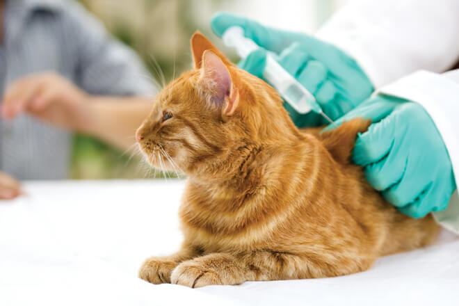 Profilassi vaccinale gattino