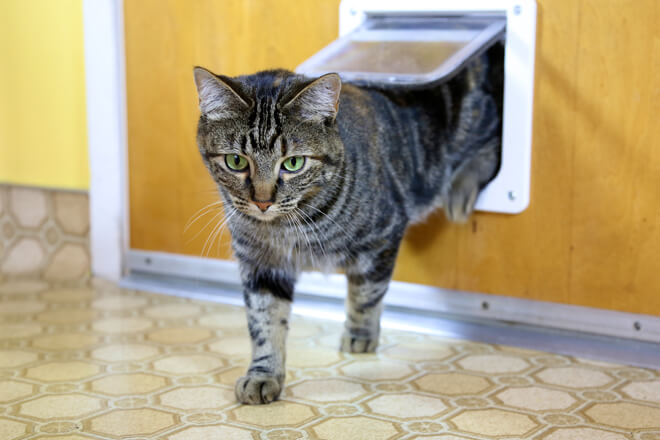 gatto che esce dal buco della porta