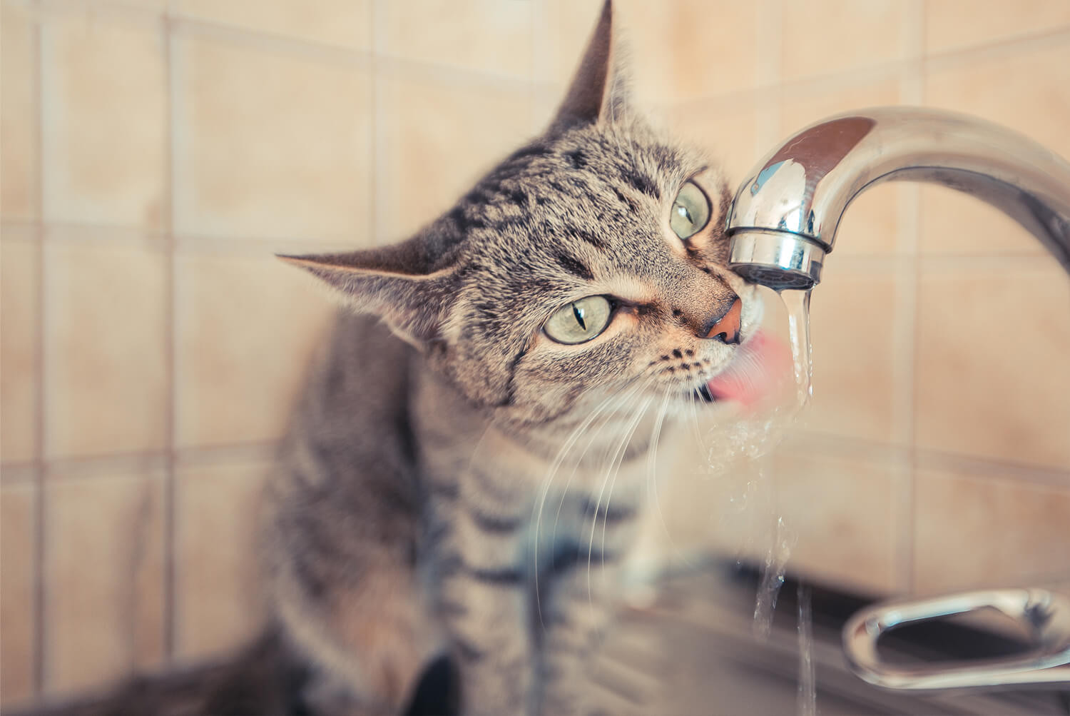 gatto e rubinetto