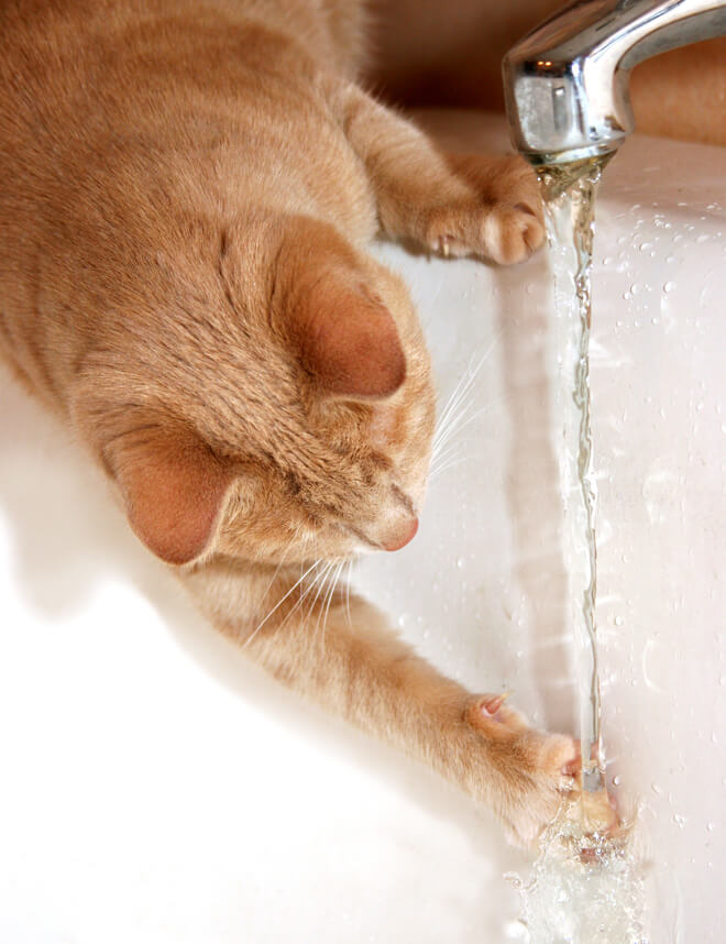 Gatto che gioca con acqua del rubinetto