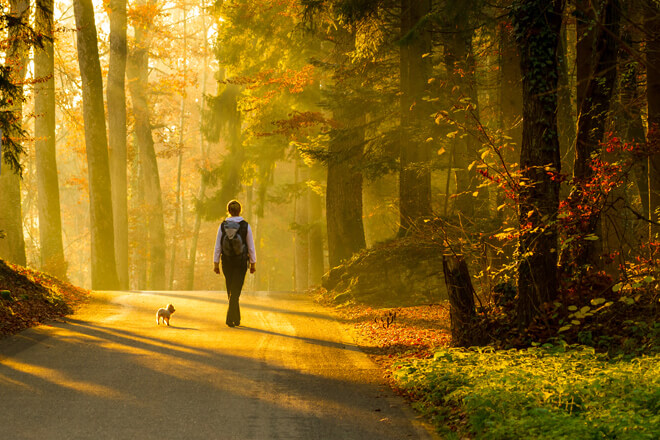 passeggiata con il cane nel bosco