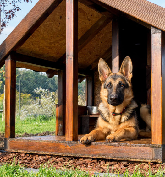 pensione per cani
