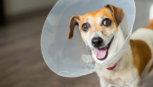 La sterilizzazione del cane femmina: si o no?