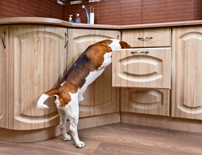 giochi per cani la ricerca 