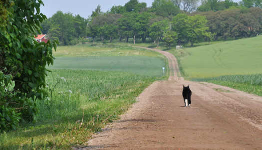 Perché il gatto non rientra in casa?