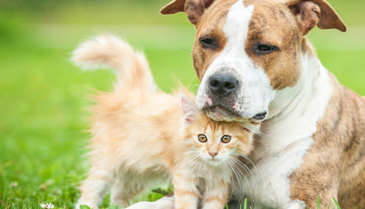 La relazione tra cane e gatto: solo rose e fiori?