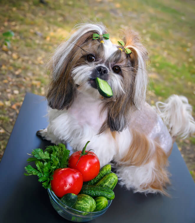 alimentazione del cane dieta vegetariana