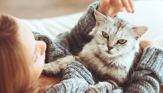 Domesticazione: come è nata la relazione uomo-gatto?