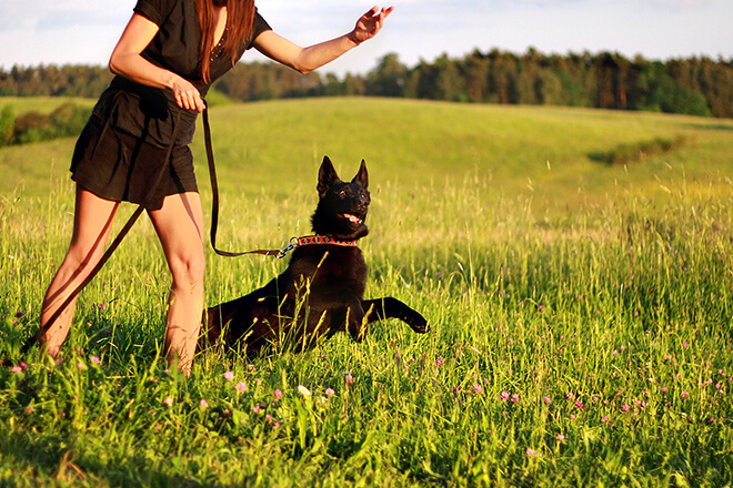 imparare ad insegnare al cane