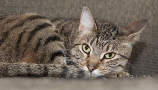 Pelo del gatto: come si formano i colori del mantello