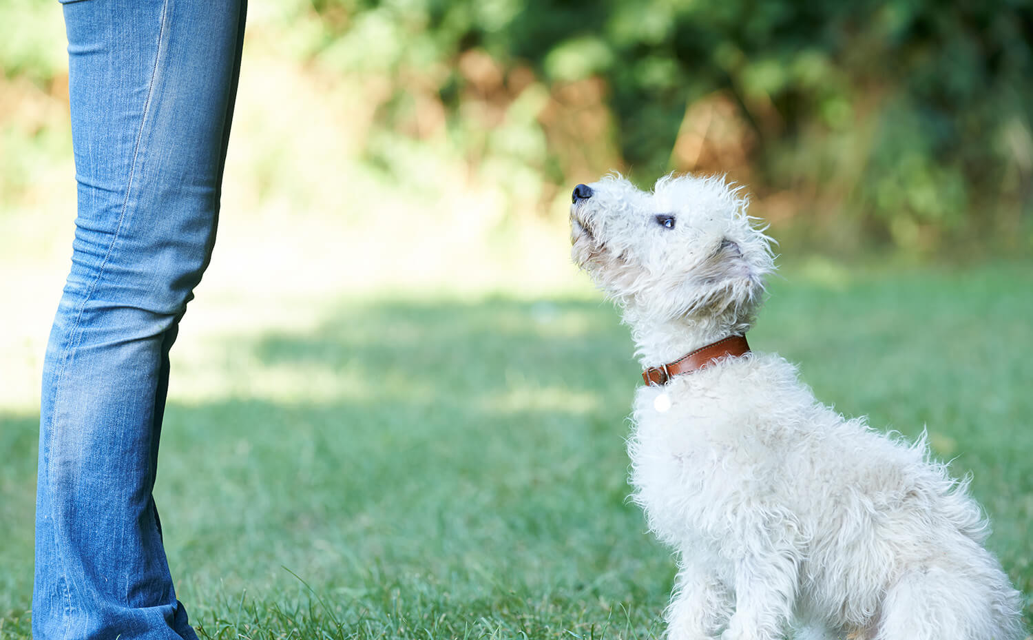 premiare il cane