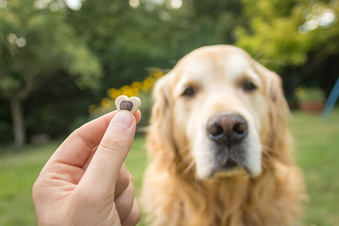 premiare il cane con il cibo