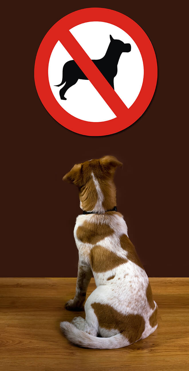 divieti per i cani