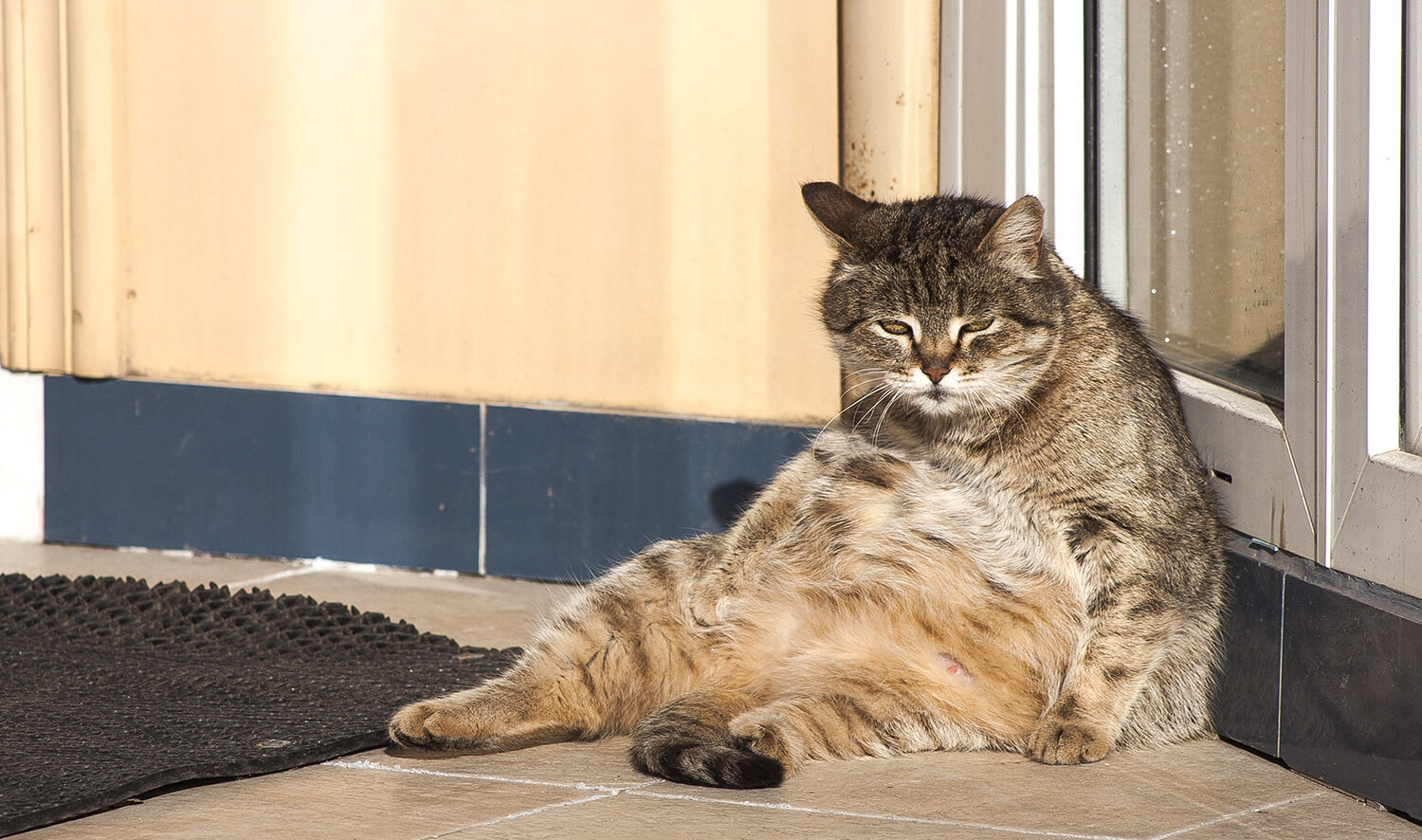 gatti obesi