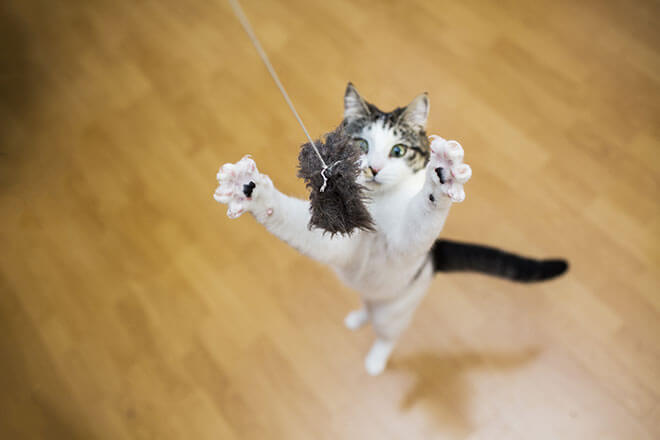 gatto ladro e preda