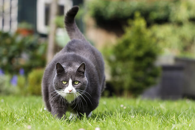 gatto obeso attività fisica
