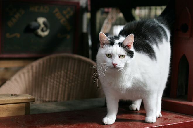 gatto obeso