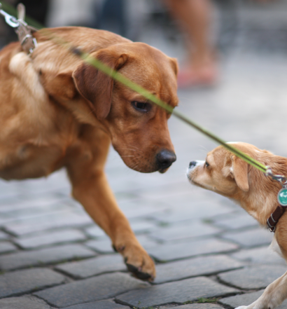 educa-il-cane-socializzare-con-altri-cani